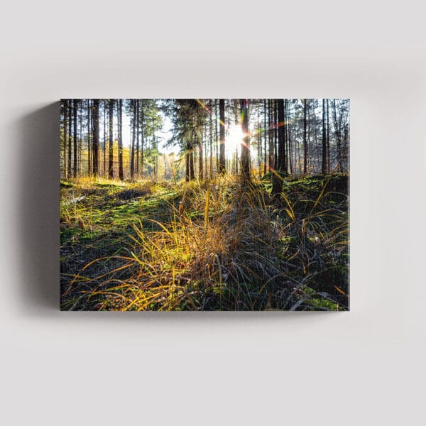 Tablou Canvas Landscape – Padure 3