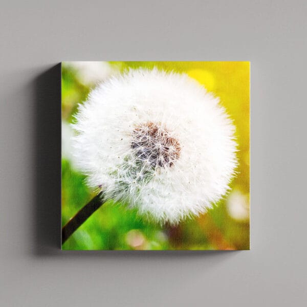 Tablou Canvas Patrat – Dandelion