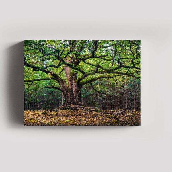 Tablou Canvas Landscape – Padure 9